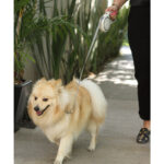 CORREA FARINA GRIS CLARO PT-004G ( PT-004 - PT004 -  ) - Imagen 3